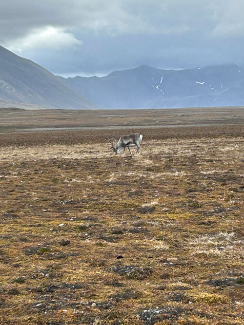 Grazing reindeer were spotted on the excursion. Grazing reindeer were spotted on the excursion.