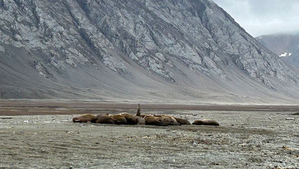 A group of walruses lying together on the shore. A group of walruses lying together on the shore.