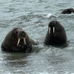 An unusual amount of walruses could be seen swimming and surfacing just offshore.