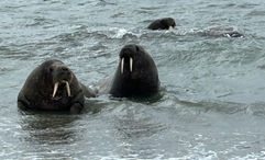 An unusual amount of walruses could be seen swimming and surfacing just offshore.