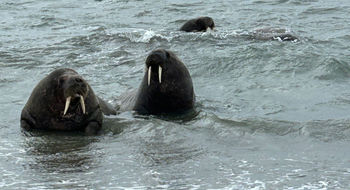 An unusual amount of walruses could be seen swimming and surfacing just offshore.