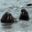 Dispatch, Norway: Wildlife sightings in the Arctic Circle