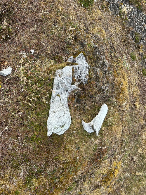 Fossilized whale bones and partial skeletons are remnants of the last ice age. Fossilized whale bones and partial skeletons are remnants of the last ice age.
