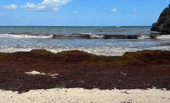 Sargassum on a beach in Barbados. The seaweed has been a challenge for many resort operators in the Caribbean.
