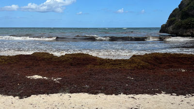 Sargassum on a beach in Barbados. The seaweed has been a challenge for many resort operators in the Caribbean.