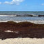 Caribbean resorts manage rising levels of sargassum