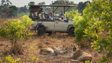 Lions are spotted from one of Green Safaris' electric game-viewing vehicles.