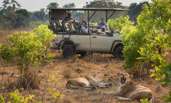 Lions are spotted from one of Green Safaris' electric game-viewing vehicles.