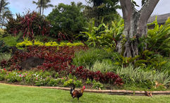 One of Kauai's famous roosters took a stroll the day after remnants of Hurricane Lala blew through the islands. Tourism has mostly returned to normal, though some areas of the Big Island were damaged.