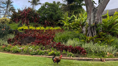 One of Kauai's famous roosters took a stroll the day after remnants of Hurricane Lala blew through the islands. Tourism has mostly returned to normal, though some areas of the Big Island were damaged.
