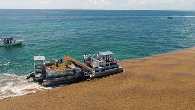 A boat collecting sargassum in Mexico before it can reach the shoreline.