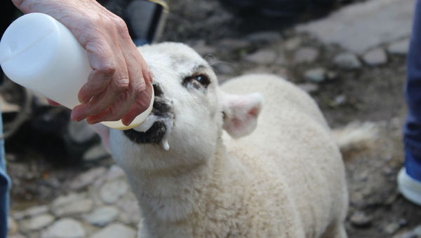 A visitor feeds a lamb named Salt at Molly Gallivan's cottage and farm. A visitor feeds a lamb named Salt at Molly Gallivan's cottage and farm.