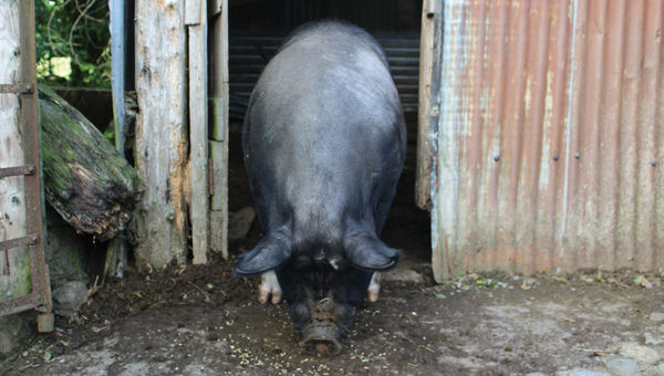Black Pudding, a pig that lives at Molly Gallivan's cottage and farm. Black Pudding, a pig that lives at Molly Gallivan's cottage and farm.