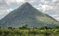 Intrepid Travel developed five new itineraries that feature some of the destinations, including Samburu National Reserve in Kenya.