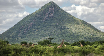 Intrepid Travel developed five new itineraries that feature some of the destinations, including Samburu National Reserve in Kenya.