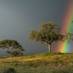 A rainbow breaks over the grassland after a storm passes through Khaudum National Park in Namibia.