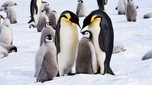 Guests can see baby penguins on a White Desert itinerary. Guests can see baby penguins on a White Desert itinerary.