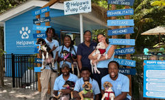 Rescue dogs are available for adoption at the cafe.