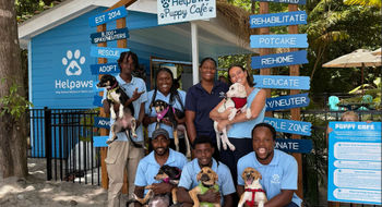 Rescue dogs are available for adoption at the cafe.
