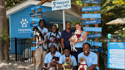 Rescue dogs are available for adoption at the cafe.