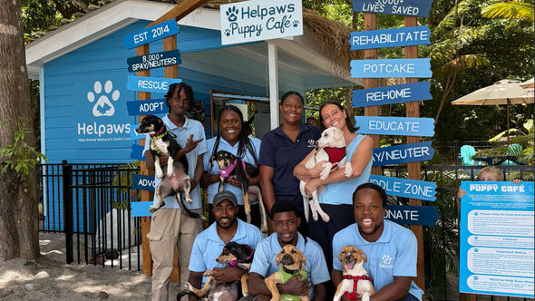 Rescue dogs are available for adoption at the cafe.