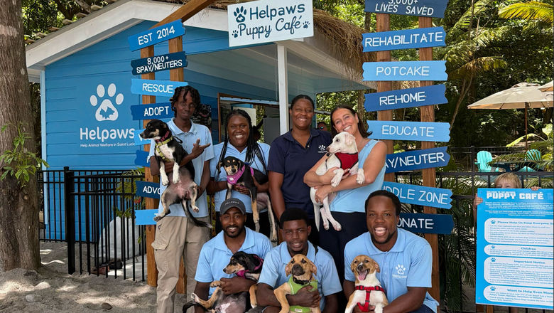 Rescue dogs are available for adoption at the cafe.