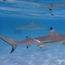 Diving into ocean 'safaris' off the Star Breeze in Tahiti