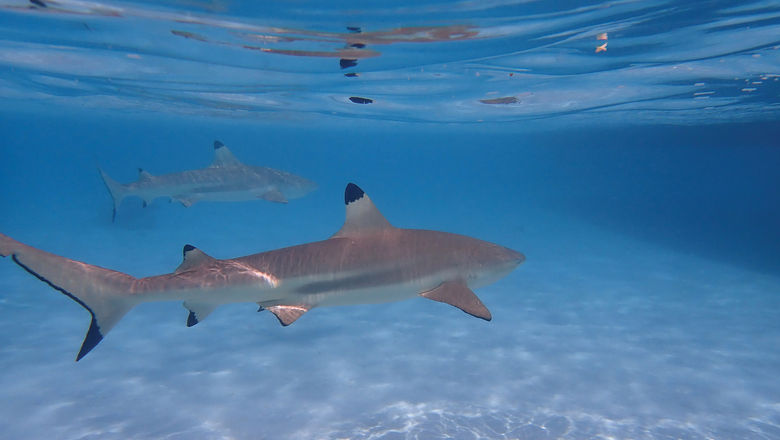 A pair of blacktip sharks as seen during a snorkeling excursion in a Moorea lagoon.