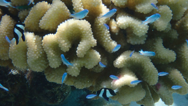 Vibrant coral and small fish near the island of Moorea. Vibrant coral and small fish near the island of Moorea.
