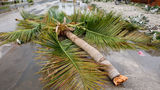 A downed palm tree after Hurricane Fiona.
