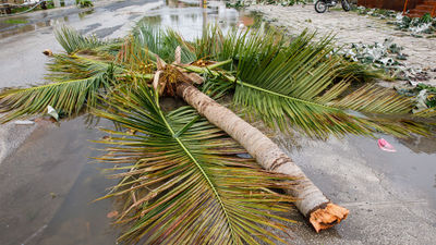 A downed palm tree after Hurricane Fiona.