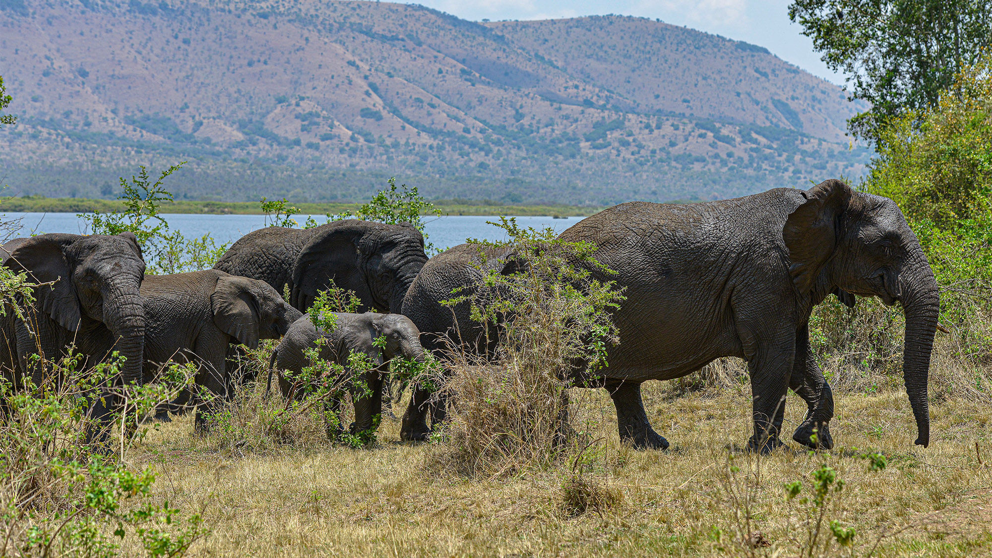 African Elephant in Akagera National Park. Elizabeth Gordon of Extraordinary Journeys predicts the park, with its abundant wildlife, will gain attention in 2024.