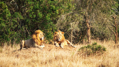 Lions in Akagera National Park in Rwanda.