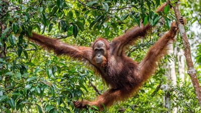 Abercrombie & Kent will add Borneo to its small-group journeys portfolio in 2025.