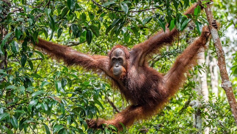 Abercrombie & Kent will add Borneo to its small-group journeys portfolio in 2025.