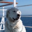 Canceled charter cruise for dogs leaves some customers growling