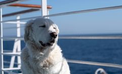 Canceled charter cruise for dogs leaves some customers growling