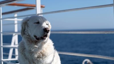 Canceled charter cruise for dogs leaves some customers growling
