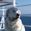 Canceled charter cruise for dogs leaves some customers growling