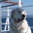 Margaritaville at Sea will do a specialty cruise for dogs and their owners