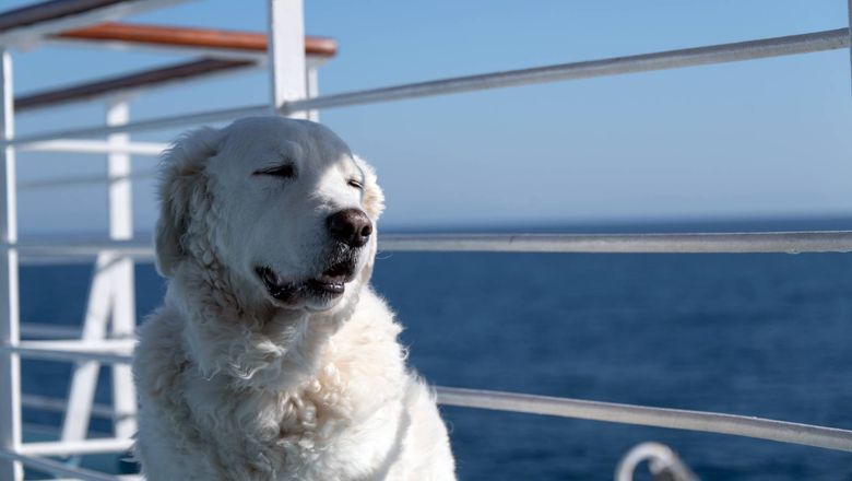 The Margaritaville at Sea Islander will sail out of Tampa with as many as 250 dogs and their owners for its inaugural dog-friendly cruise.