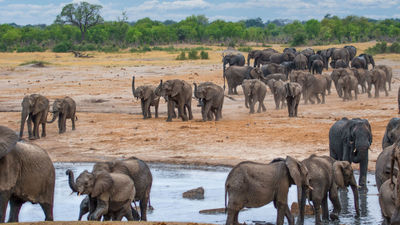 Elephants in Zimbabwe's Hwange National Park