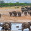 A safari surge expected in Zimbabwe's Hwange National Park