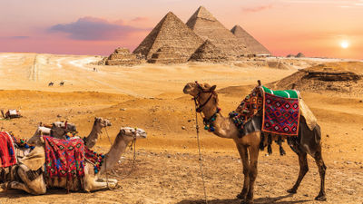 Camels near the Giza pyramids in Egypt. Several tour operators are no longer offering camel rides there.