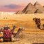 PETA's campaign spurs tour companies to drop camel rides in Egypt