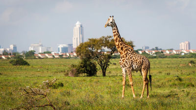 A giraffe in Nairobi National Park in the Kenyan capital. Under a new codeshare agreement, Kenya Airways is placing its flight code on JetBlue-operated Nairobi routes connecting through New York JFK.