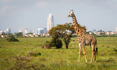 A new service from Uber offers guided tours of Nairobi National Park, pictured, in licensed safari vehicles for up to four hours.