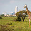 Uber expands its Africa safari tours into Kenya