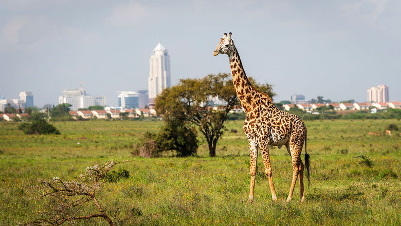 A new service from Uber offers guided tours of Nairobi National Park, pictured, in licensed safari vehicles for up to four hours.