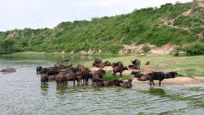 African buffalos at the Kazinga Channel in Uganda. The State Department has updated its Uganda travel advisory to Level 4 (do not travel).